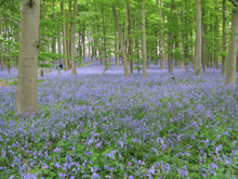 Bluebells at Coton Manor